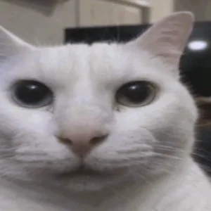 Cat notices it's being recorded